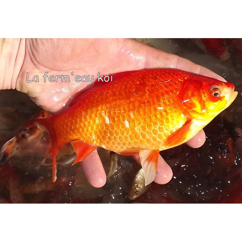 Fournitures De Loisirs Creatifs Henan Lot De 12 Feuilles De Poisson Rouge En Resine Epoxy Decorations Et Accessoires De Fete Ram Mount Co Uk