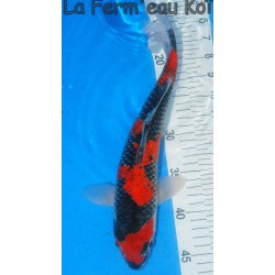 goshiki éleveur AOKI 35cm