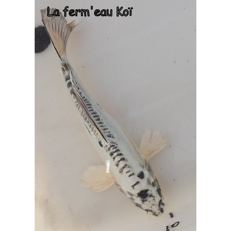 Doitsu gin Matsuba voile 20-25 cm