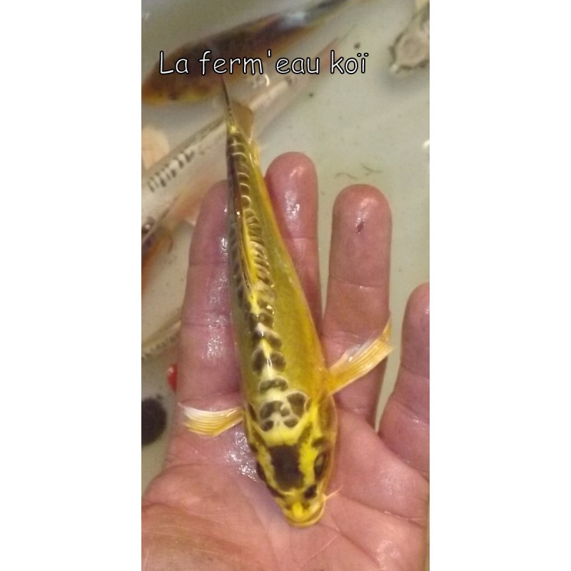 Doitsu ki ghost voile 15-20 cm