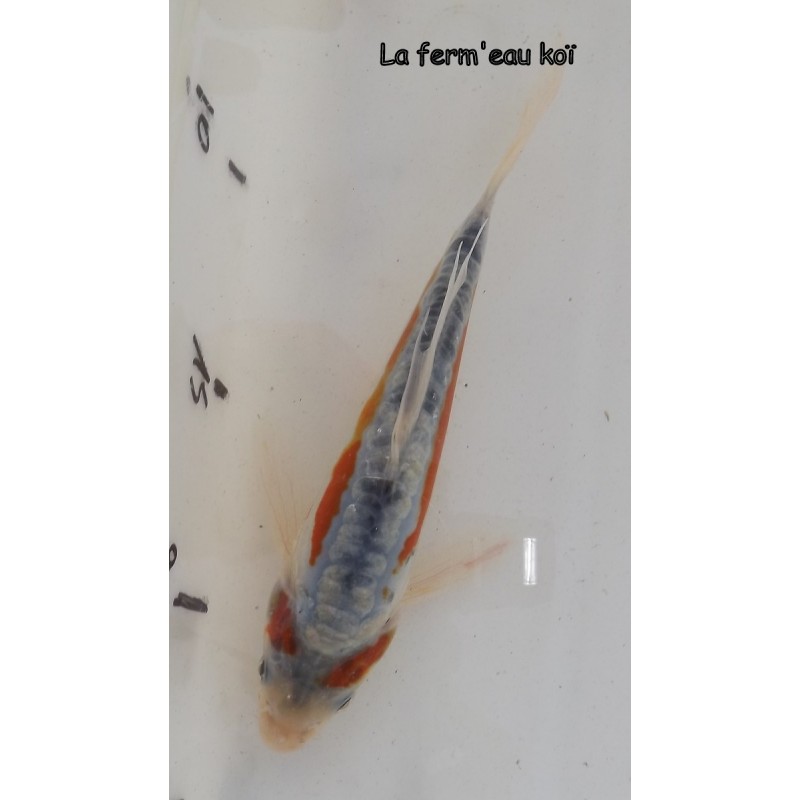 Hi Shusui voile 15-20 cm