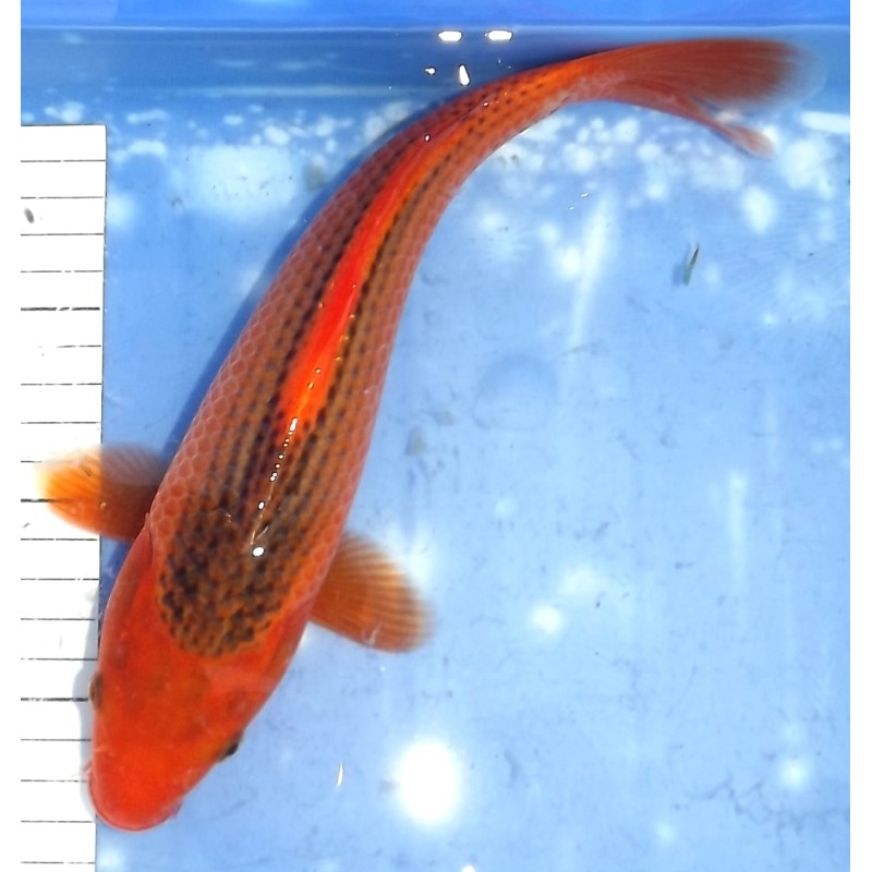 Aka Matsuba HQ élevage Ooya