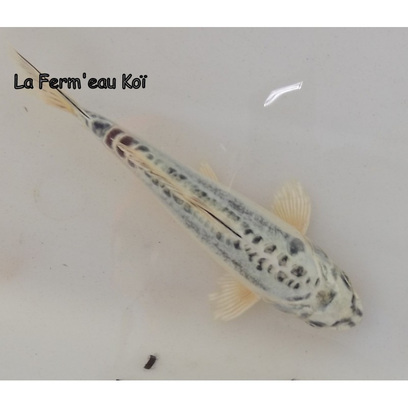 Doitsu Gin Matsuba 15-20 cm grade A