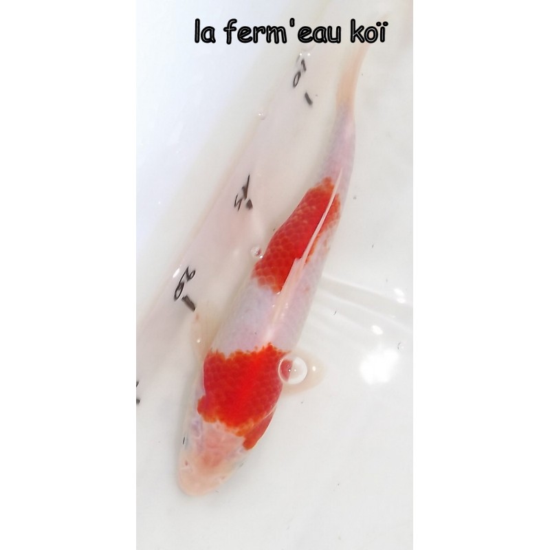 Kohaku 20-25cm
