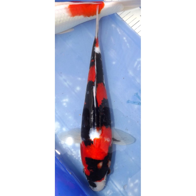 Showa HQ éleveur Saïto Koï Farm