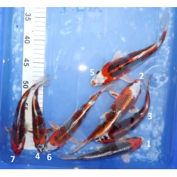 Kujaku HQ éleveur Saïto Koï Farm