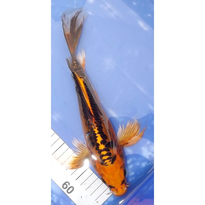 Doitsu Matsuba voile 25-30cm