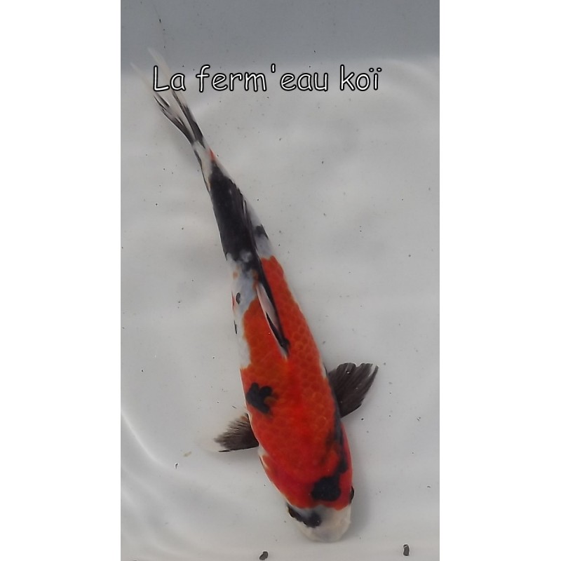 Showa 15-19cm Japon Ogata tosaï