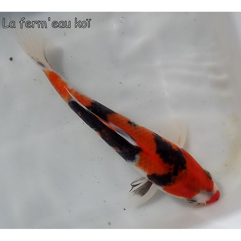 Showa 20-25 cm Japon Ogata