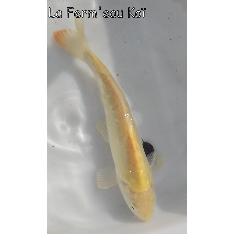 Doitsu karashigoï 20-25 cm Japon Ogata