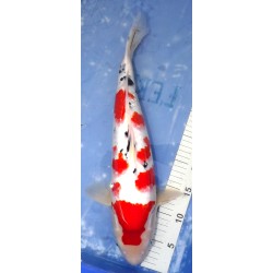 photo décembre 2024