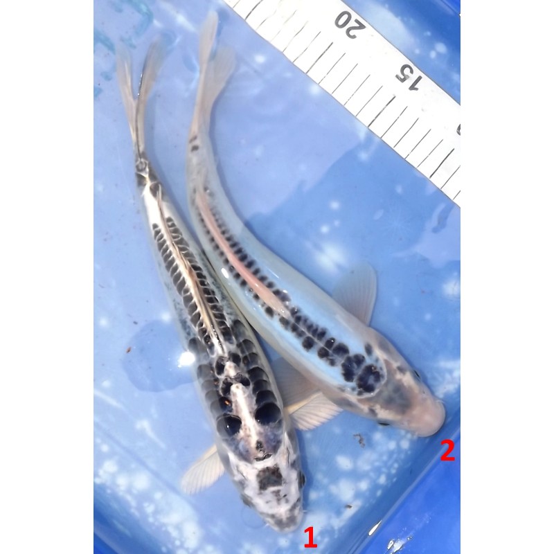 Kikokuryu et Shusui bleu 30cm