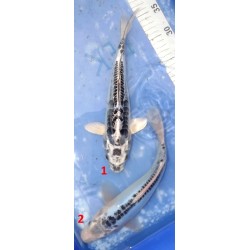 Kikokuryu et Shusui bleu 30cm