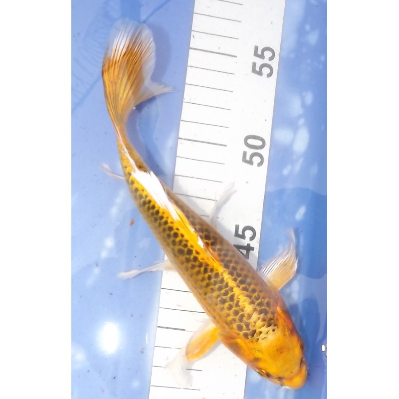 Kin Matsuba voile 20-25cm