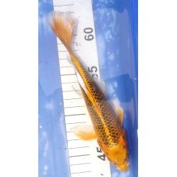 Kin Matsuba voile 20-25cm