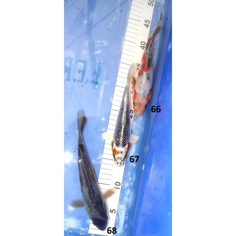 Sélections n°66-68 20-25cm