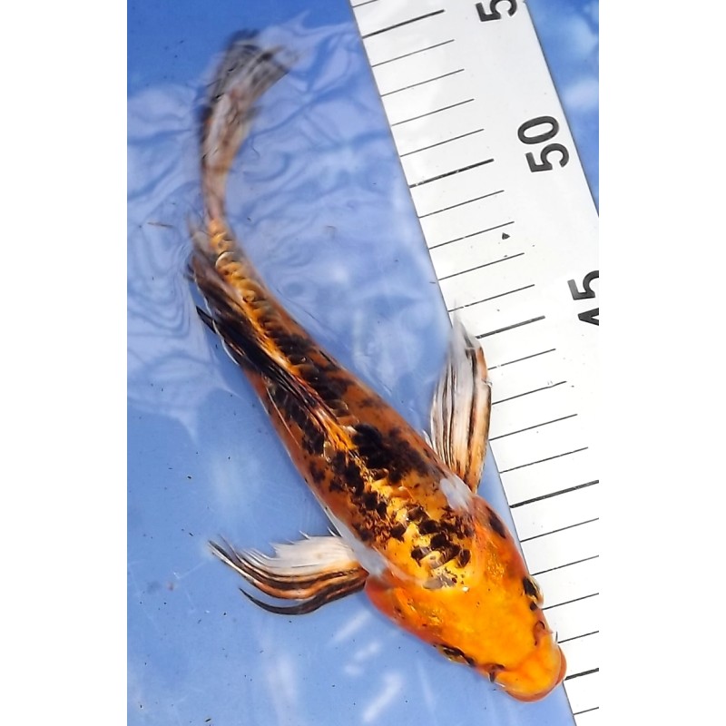 Kin kikokuryu voile 20-25cm