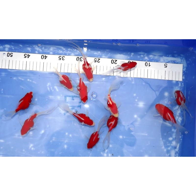 Japon : Tamasaba 10-15cm éleveur KANEKO