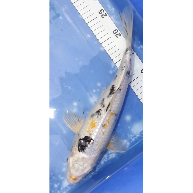 Kin Ki Sanke 35-40cm