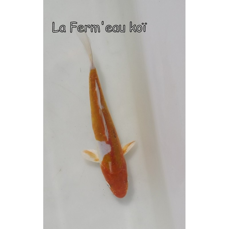 Doitsu ochiba 14-17cm Japon Kaze tosaï