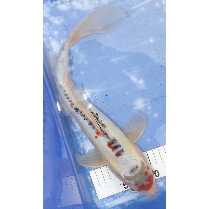 Maruten Shusui voile 40 cm