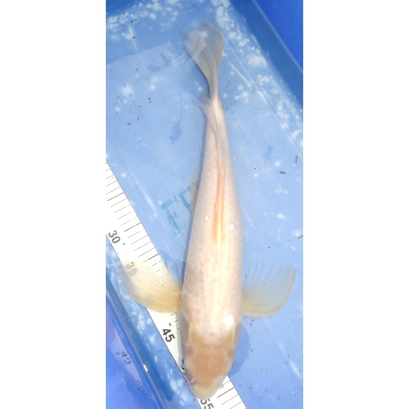 Shiro Muji voile 55cm