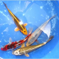 Sélections n°57-60 20-25cm