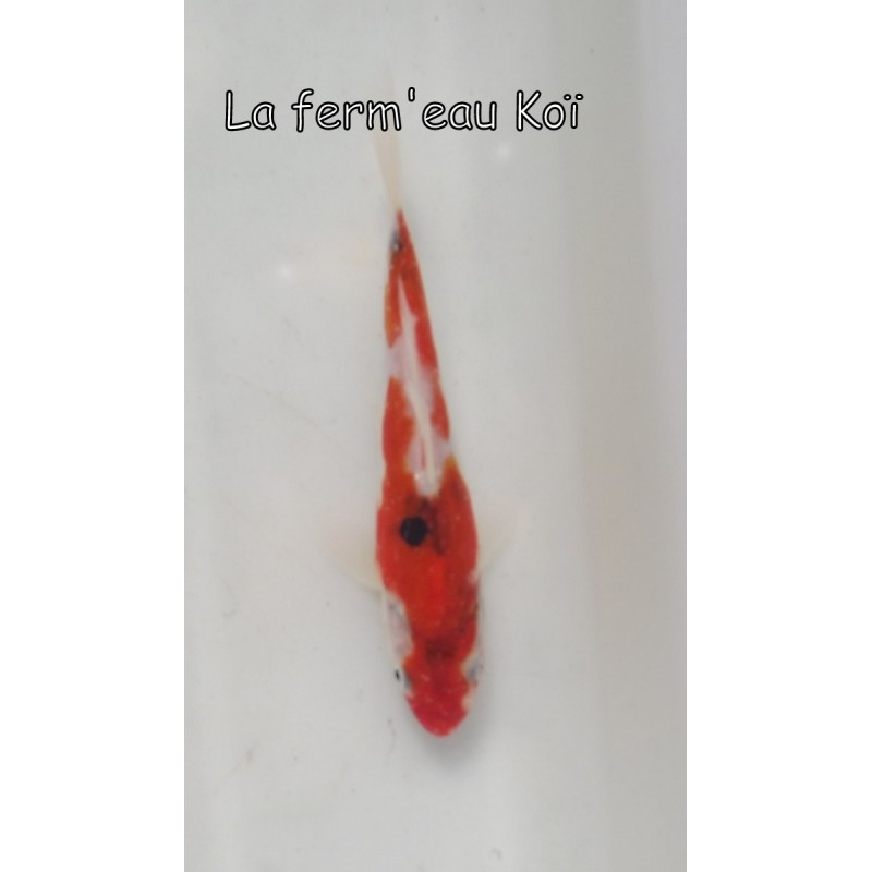 Doitsu sanke 14-17cm Japon Kaze tosaï