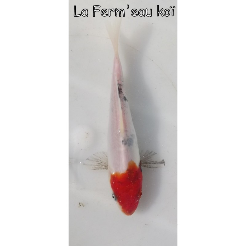 Doitsu sanke 14-17cm Japon Kaze tosaï