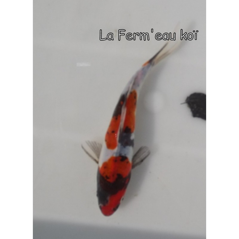 Doitsu showa 14-17cm Japon Kaze tosaï