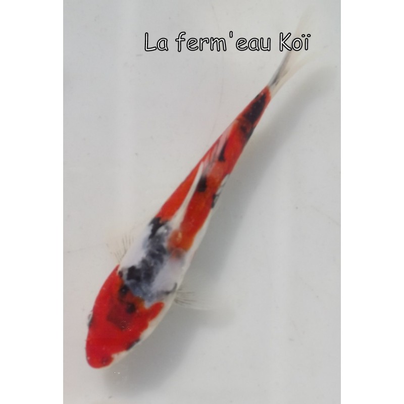 Doitsu GOSHIKI 14-17cm Japon Kaze tosaï