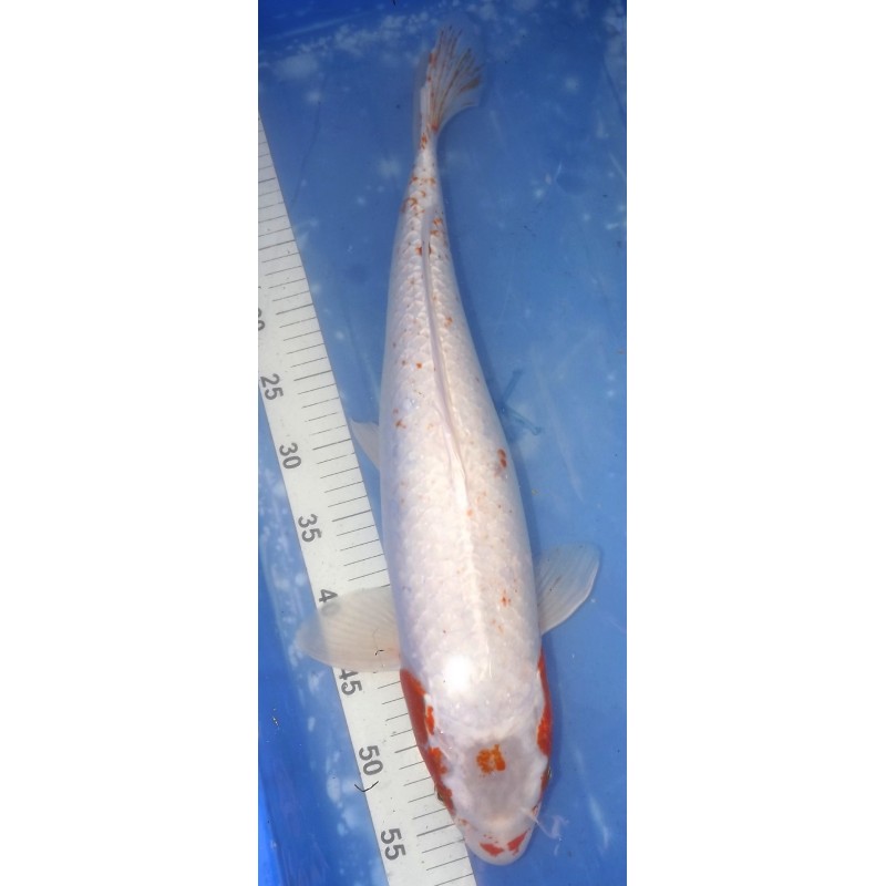 Maruten Hariwake 56cm