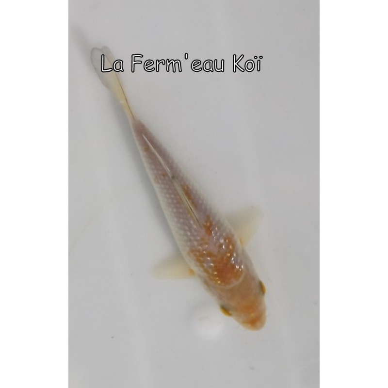 Ginrin ochiba 14-17cm Japon Kaze tosaï