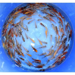 Tosaï 7-12cm : éleveur Otsuka