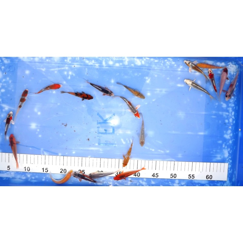 WYSIWYG  lot de 20 : Tosaï 7-12cm éleveur Otsuka