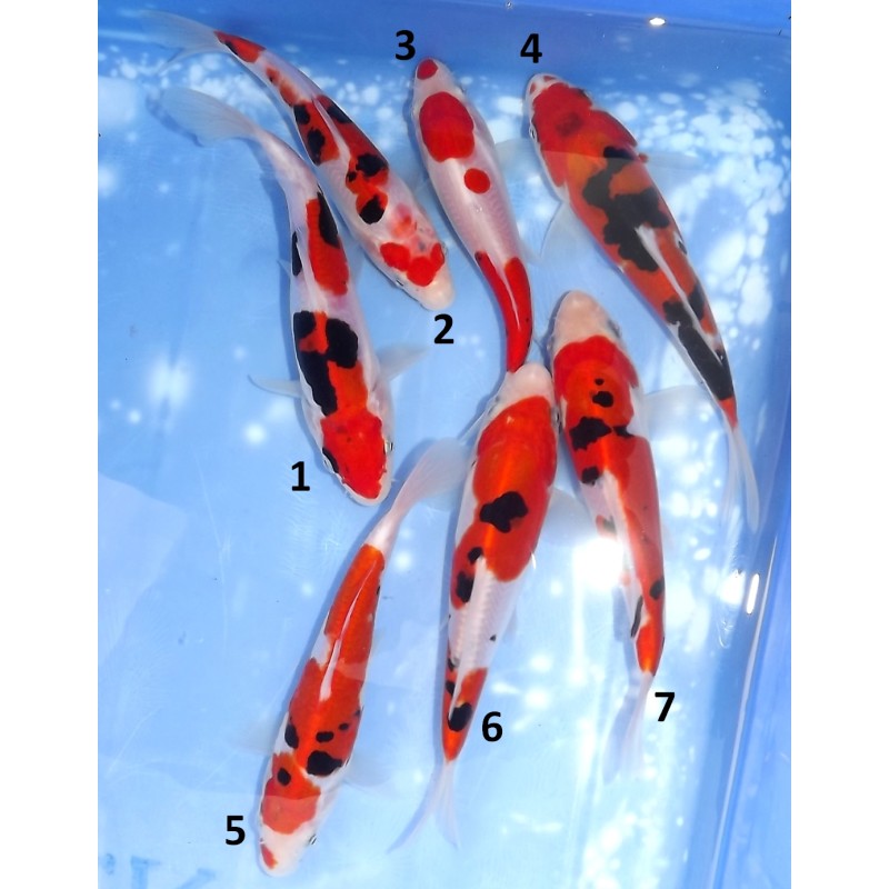 Tosaï HQ : Beni Kumonryu et Doitsu Sanke éleveur Takahashi