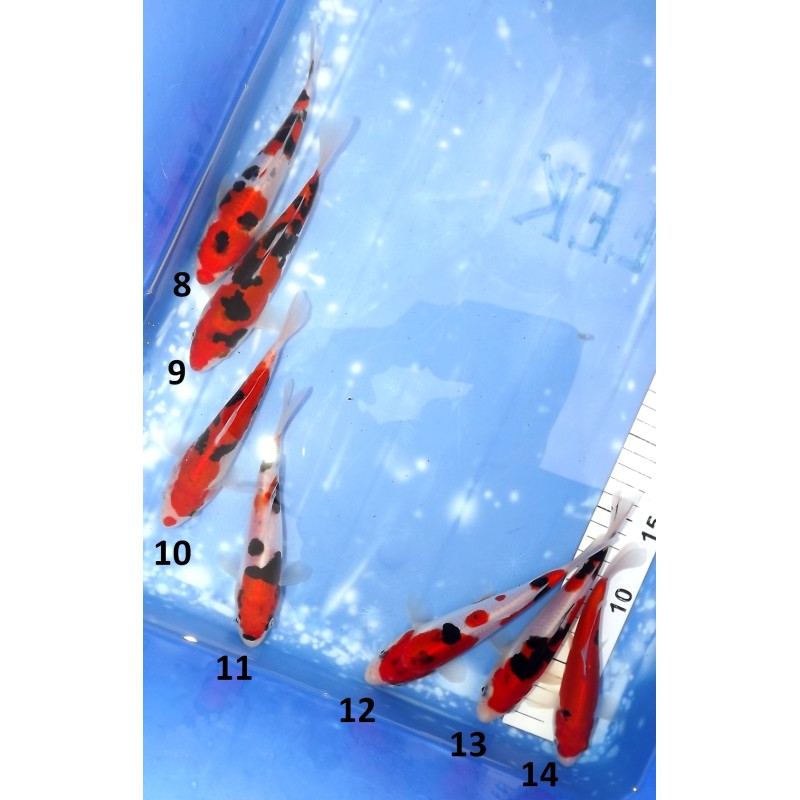 Tosaï HQ : Beni Kumonryu et Doitsu Sanke éleveur Takahashi