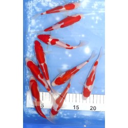 Tosaï HQ : Doitsu Kohaku éleveur Takahashi