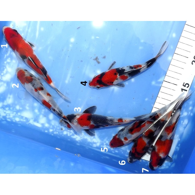 Tosaï HQ : Showa éleveur Takahashi