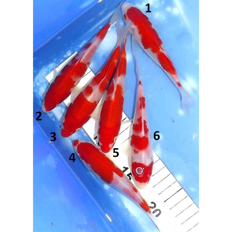 Tosaï HQ : Kohaku éleveur Takahashi