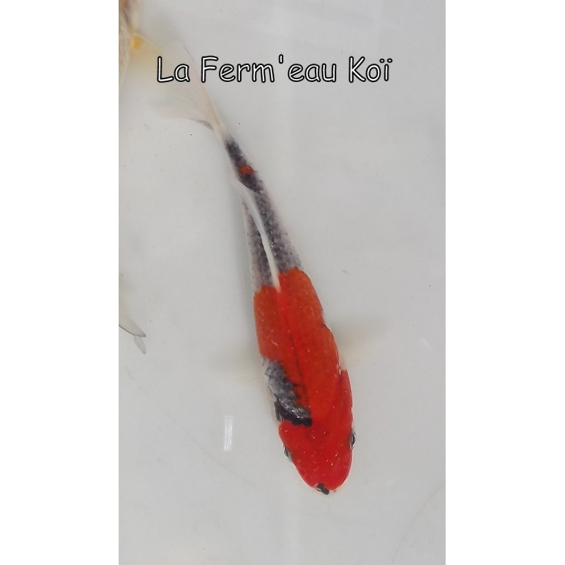 Goshiki 14-17cm Japon Kaze tosaï