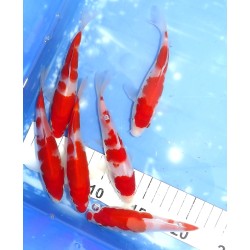 Tosaï HQ : Kohaku éleveur Takahashi