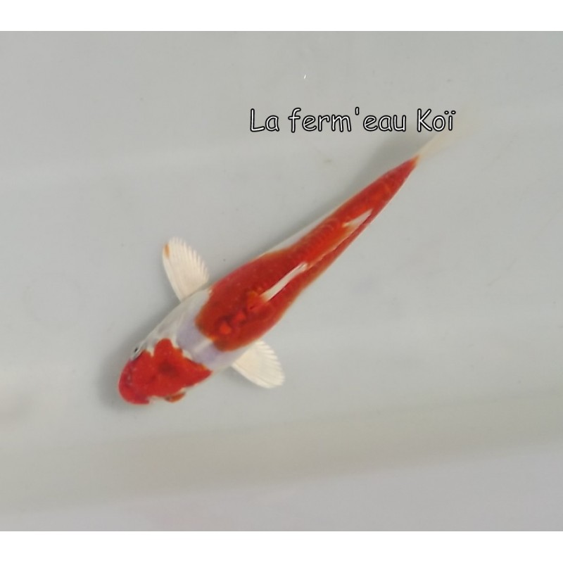 Kikusui 14-17cm Japon Kaze tosaï