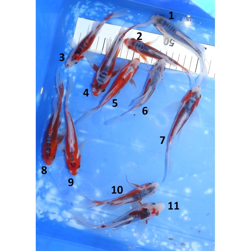 Tosaï butterfly : Shusui éleveur Yamasan