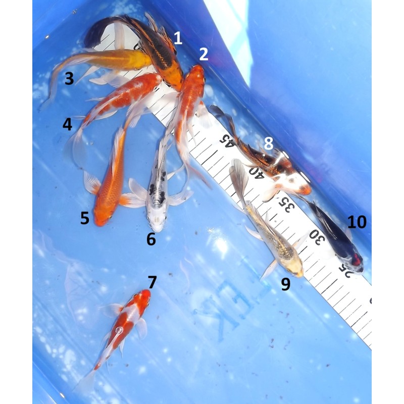 Tosaï butterfly : mix éleveur Yamasan