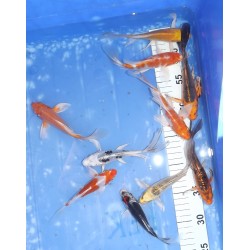 Tosaï butterfly : mix éleveur Yamasan