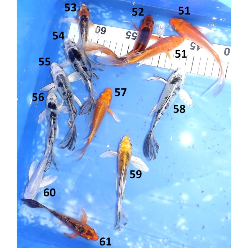 Tosaï butterfly : mix 51-61 éleveur Yamasan
