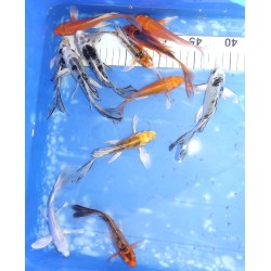 Tosaï butterfly : mix 51-61 éleveur Yamasan