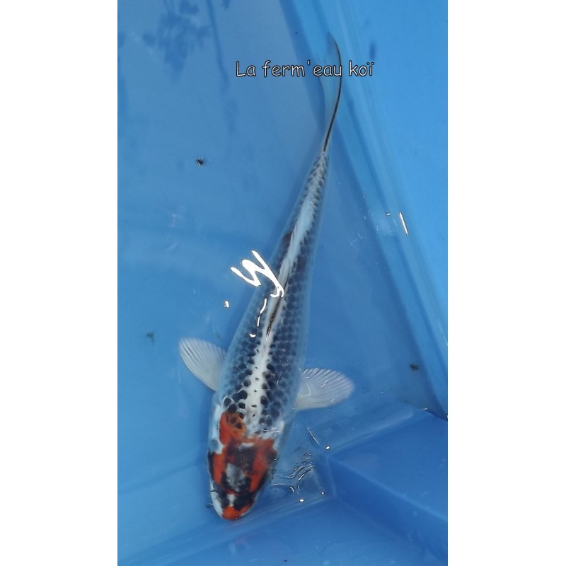 Kujaku 15-18-cm Japon Marusaka tosaï