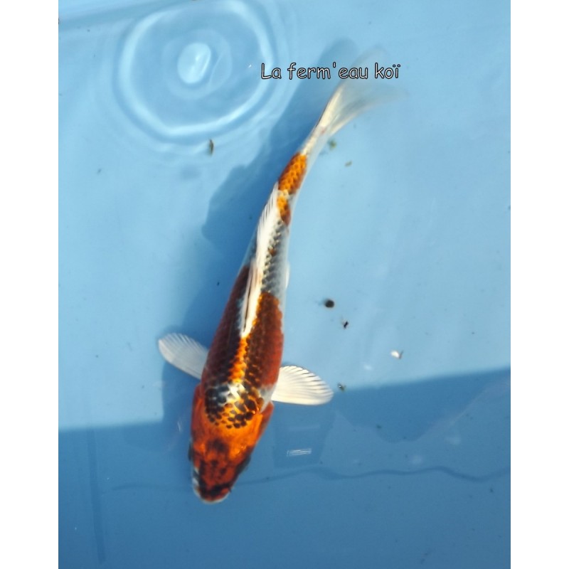 Kujaku 15-18-cm Japon Marusaka tosaï